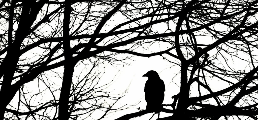 Little Bird by Claire Buttrum: An Evening of Story, Breath and Drum – book launch